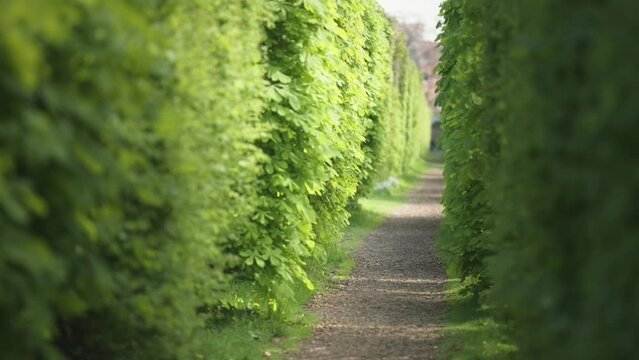 A natural green maze tunnel in the garden.