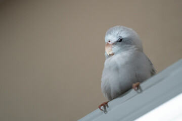 Tiny parrot parakeet, white forpus bird. Birds on Home blinds shade - shade curtains blind.