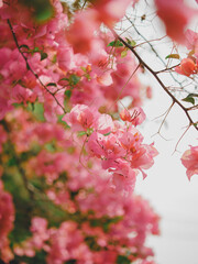 Bright pink paper flowers on a clear day