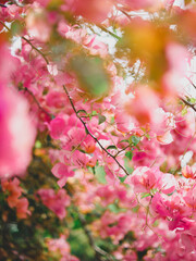 Bright pink paper flowers on a clear day