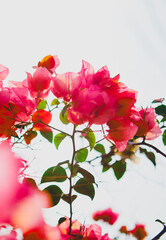 Bright pink paper flowers on a clear day