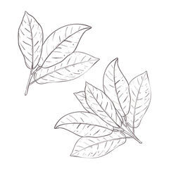 Vector illustration set of two branches of cocoa tree with leaves. Black outline of branch, graphic drawing. For postcards, design and composition decoration, prints, posters, stickers, menu, stamps