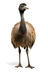 Emu bird isolated on a white background