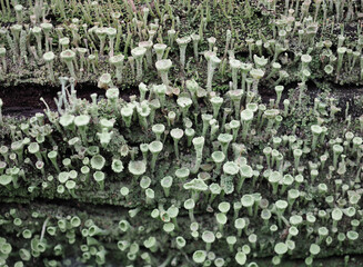 pixie cup lichen scient. name Cladonia asahinae