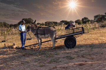 african village view ,farmer in the yard  harnessing the donkeys to pull the cart and go in the...