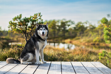 A husky dog ​​with multi-colored eyes sits in summer nature. © Dmitri
