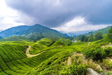 Tea plantation Cameron highlands, Pahang, Malaysia. - 649157226
