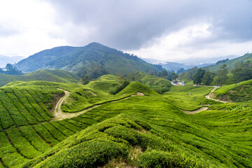 Tea plantation Cameron highlands, Pahang, Malaysia. - 649157260