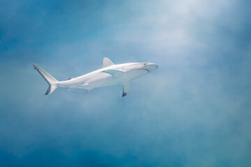 Fototapeta na wymiar A white shark in a blue water