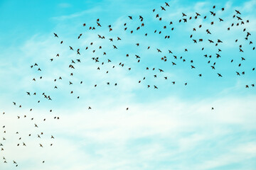 Flock of starling birds flying across the blue summer sky