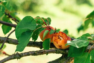 Ripe apricot fruit eaten by birds in organic orchard
