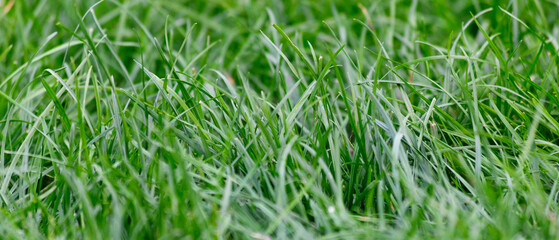 panorama of lawn grass close-up background