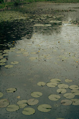 green lilies in a forest pond