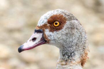 Nilgans (Alopochen aegyptiaca)