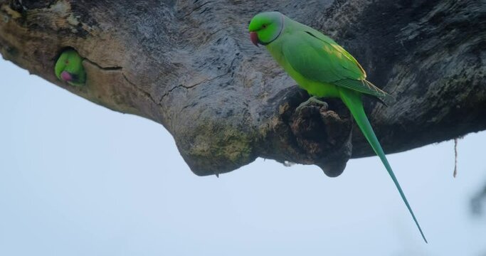 Rose ringed parakeet parrot on a tree stub looking for food, Ranthambore National Park, Rajasthan. India