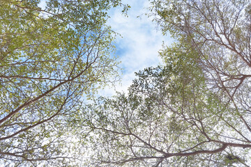 Obraz premium Landscape the big tree with nature background