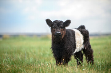 beautiful belted galloway cow calf standing on a meadow in summer - obrazy, fototapety, plakaty