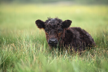 adorable galloway cow calf resting on a meadow of grass
