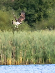 Fischadler (Pandion haliaetus)