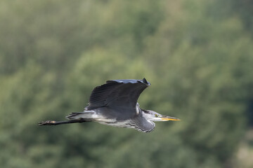 Graureiher (Ardea cinerea)