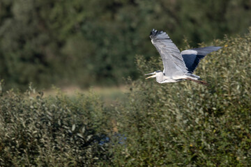 Graureiher (Ardea cinerea)