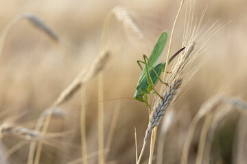 Grünes Heupferd (Tettigonia viridissima), auch Großes Heupferd, Großes Grünes Heupferd, selten...