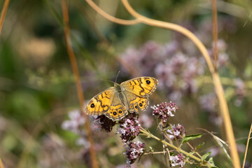 Mauerfuchs (Lasiommata megera)