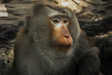 Obraz premium close up of a baboon
