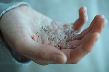 Dandelion seeds on young woman's hand, spiritual photography