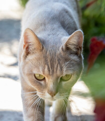 red cat with beautiful green eyes