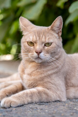 red cat with beautiful green eyes