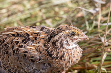 gray steppe quail with a frightened look against the background of withered grass