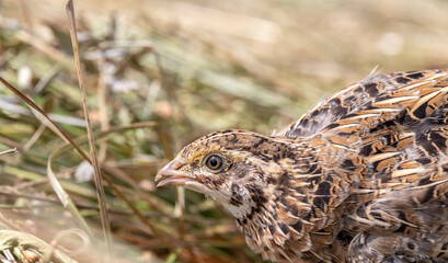 gray steppe quail with a frightened look against the background of withered grass