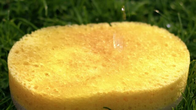 Sponge soaking up water close up 