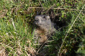 Alpenmurmeltier (Marmota marmota)