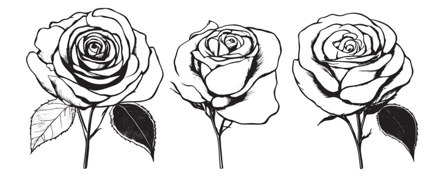 Hand drawn rose vector. Beautiful flower on a transparent background. The rose vector is highly detailed in line art style. Flower tattoo for paint isolated on white background