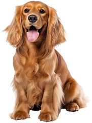Fototapeta premium Sitting cocker spaniel dog isolated on a white background as transparent PNG