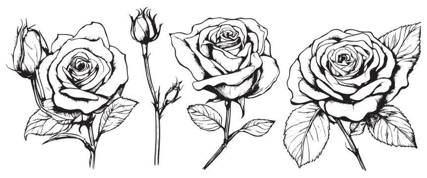 Hand drawn rose vector. Beautiful flower on a transparent background. The rose vector is highly detailed in line art style. Flower tattoo for paint isolated on white background
