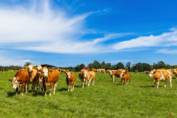 Fototapeta na wymiar A herd of cows grazes on a field on a summer day.