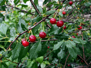 ripe cherry berries on a branch with raindrops in the garden