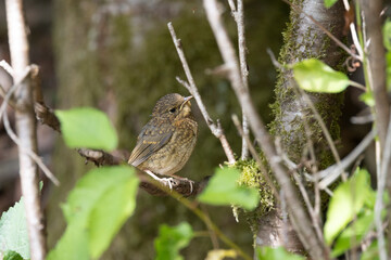 Rotkehlchen (Erithacus rubecula)