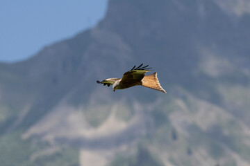 Rotmilan (Milvus milvus)