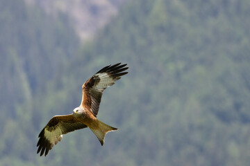 Rotmilan (Milvus milvus)