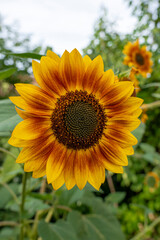 Fototapeta premium Goxwiller, France - 09 03 2023: A field of sunflower flowers under a cloudy sky.