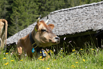 Rind in den schweizer Alpen