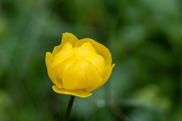 Trollblume ,Trollius europaeus © Lothar Lenz