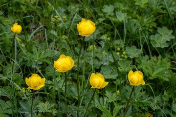 Trollblume (Trollius europaeus) © Lothar Lenz