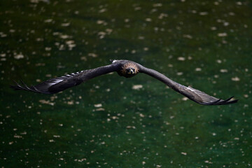 fliegender Steinadler // flying Golden eagle  (Aquila chrysaetos)