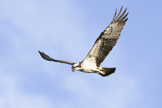 Fischadler&nbsp;(Pandion haliaetus)