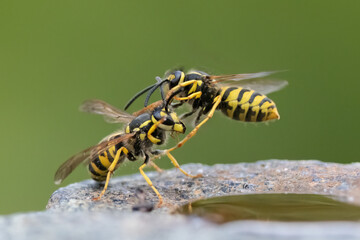 Deutsche Wespe (Vespula germanica)